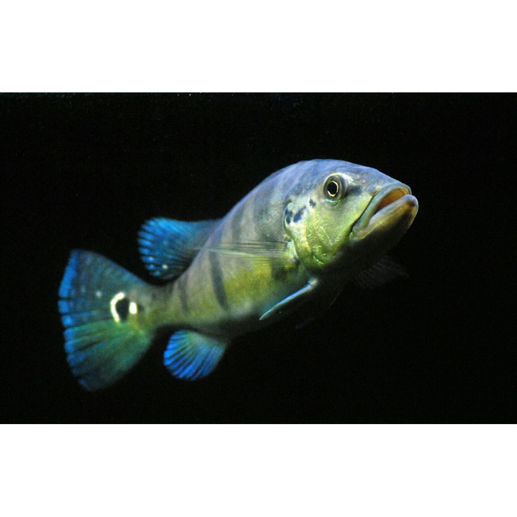 PEACOCK BASS AZUL HIASAN AQUARIUM AQUASCAPE