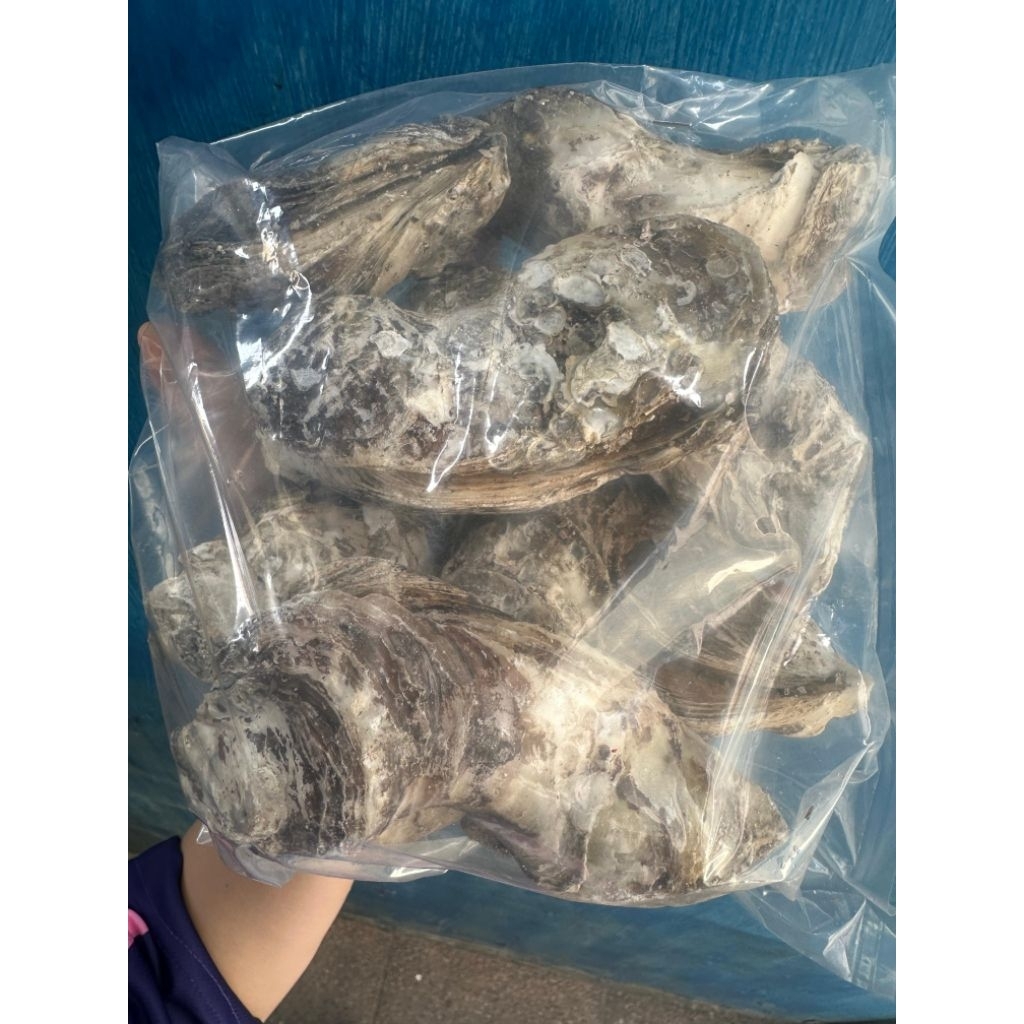 

Oyster Utuh Cangkang 1 Kg