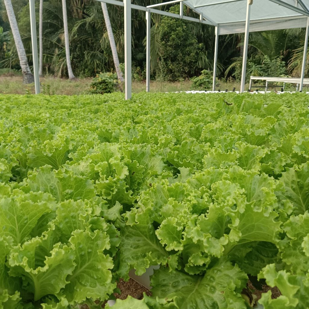 

Selada Hidroponik Fresh