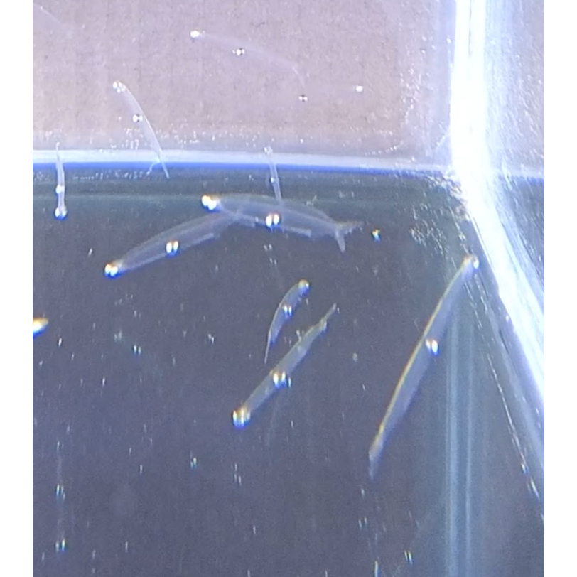 Hiasan aquarium ikan unik transparan aquascape air tawar