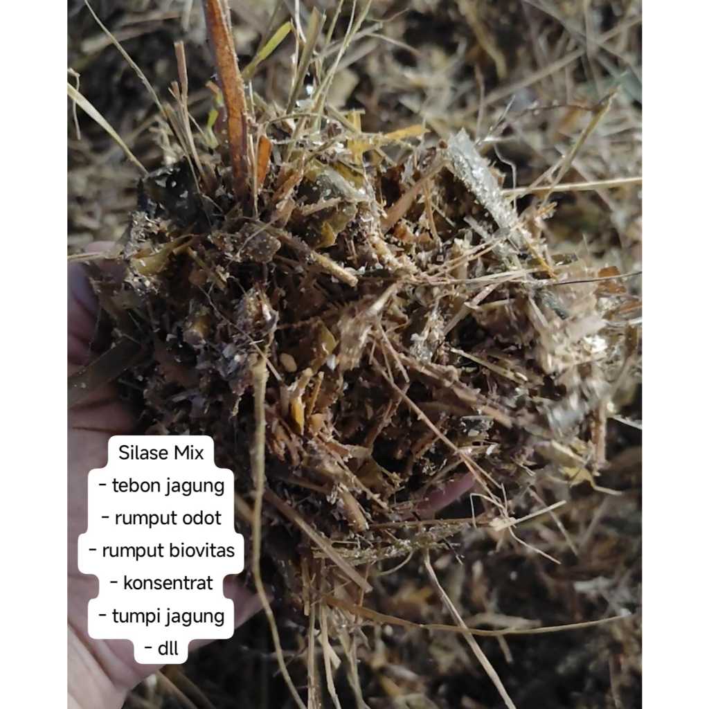 SILASE MIX PAKAN TERNAK KAMBING, SAPI , DAN LAINNYA/ PAKAN TERNAK TANPA NGARIT