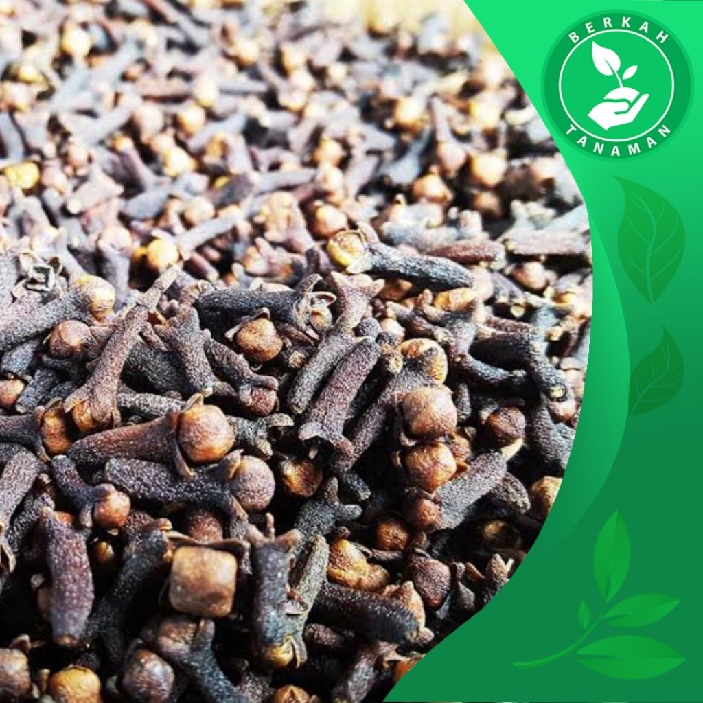 

Cengkeh Kering 1kg Kering Dan Harum Hasil Jemuran Matahari