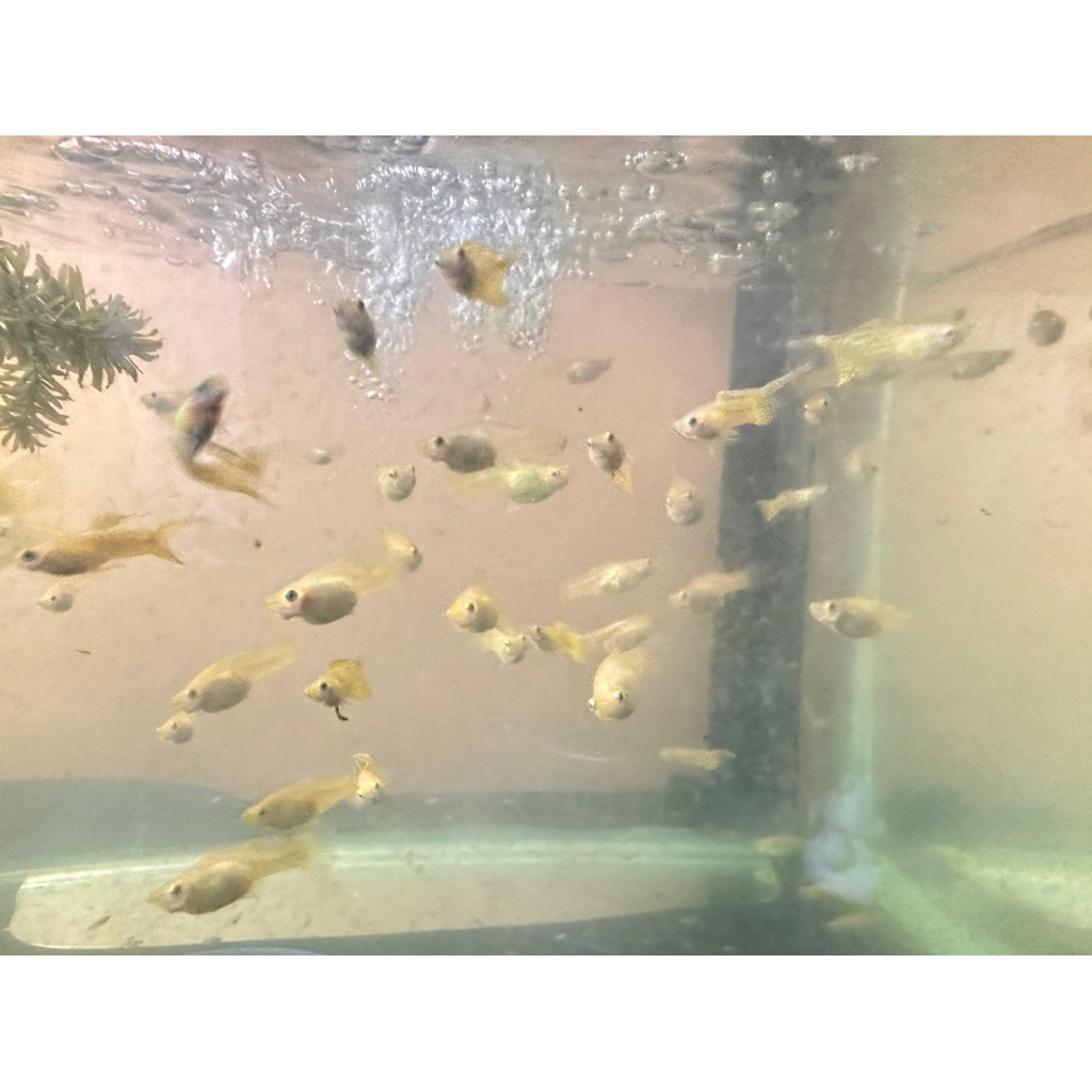 Hiasan aquarium GUPPY snake skin Top Sword