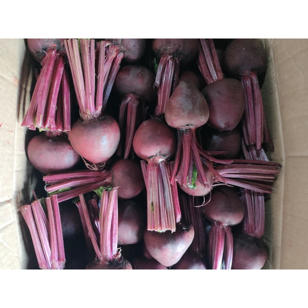 

1KG buah bit beetroot SPEK MARKET fresh