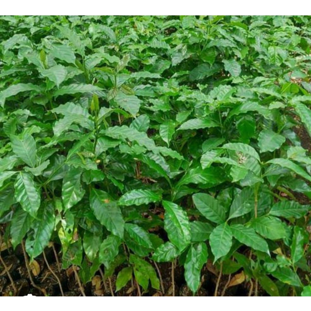 bibit kopi robusta Lampung