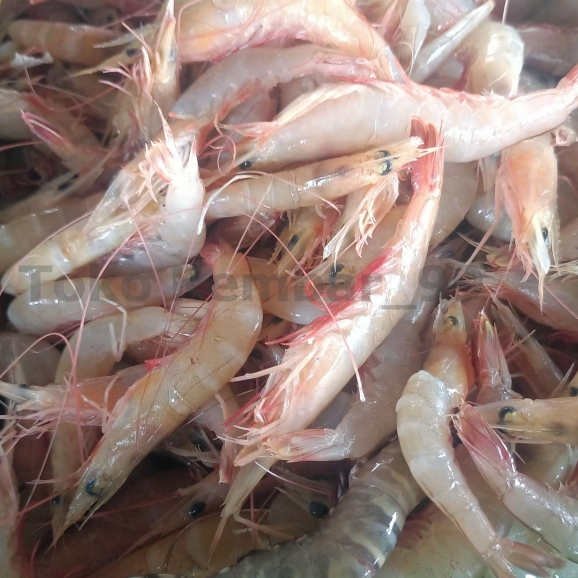 

Udang Api Segar Udang Api Api 1Kg