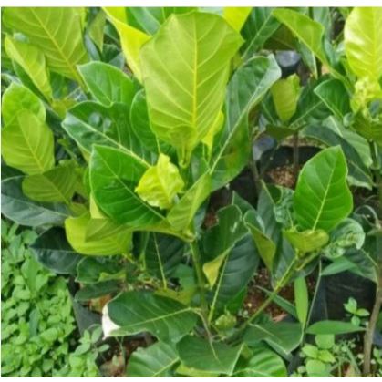 

DAUN NANGKA SEGAR 100LEMBAR