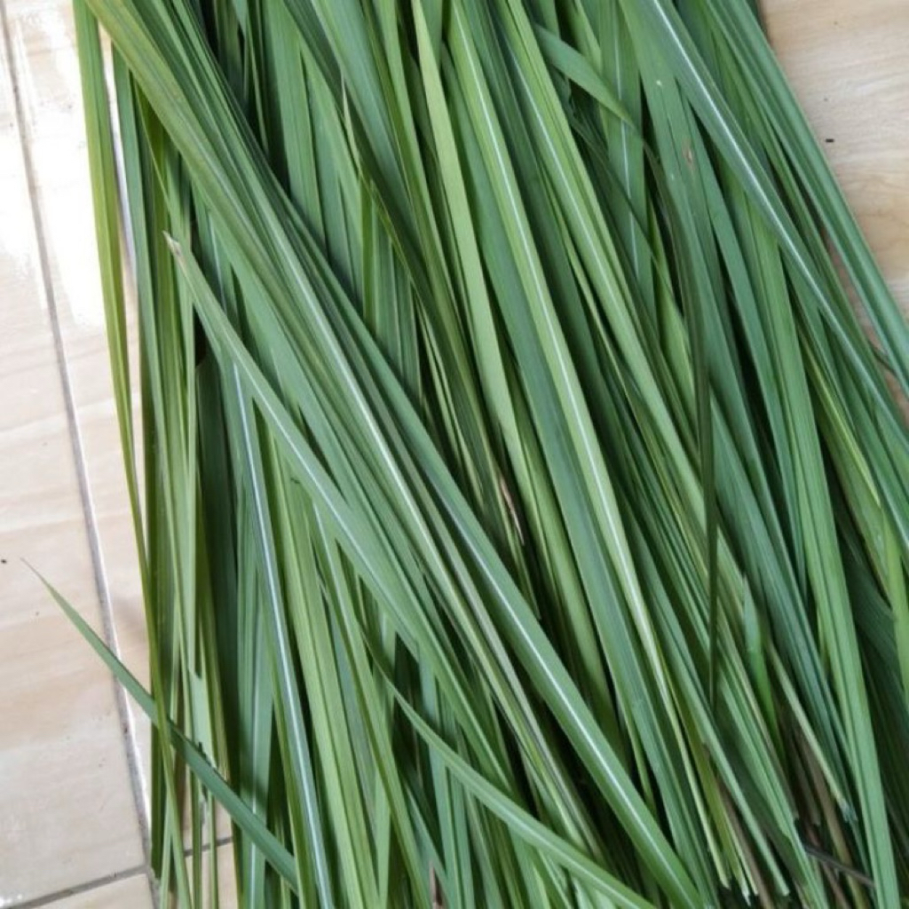 

DAUN ILALANG KHAS KALIMANTAN