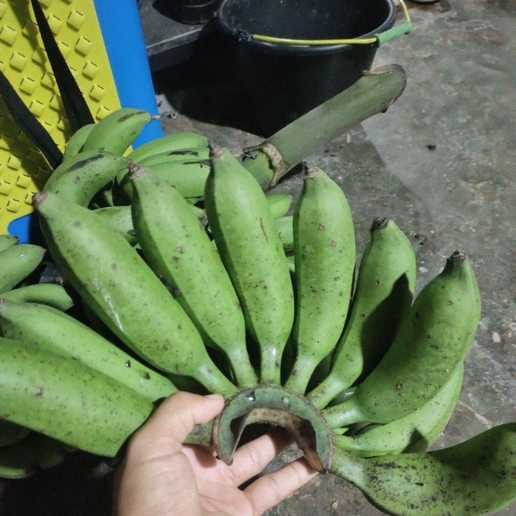 

Pisang janten mentah 1 kg