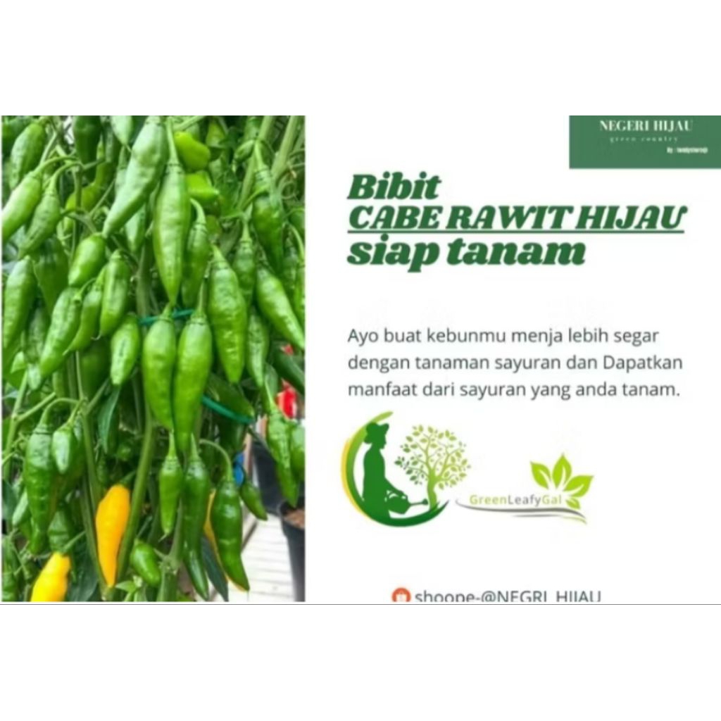 

Cabai rawit hijau