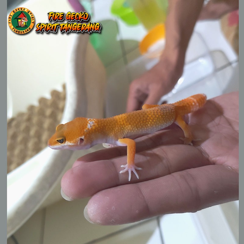 SHTCTB Gecko Lucu (line dark SHTCTB) MAINAN ANAK Leopard Geko Geco