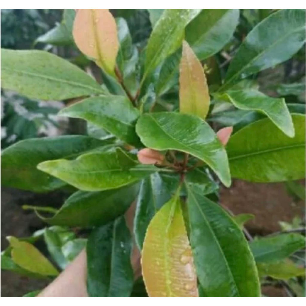 

Daun Cengkeh Segar 100 lembar