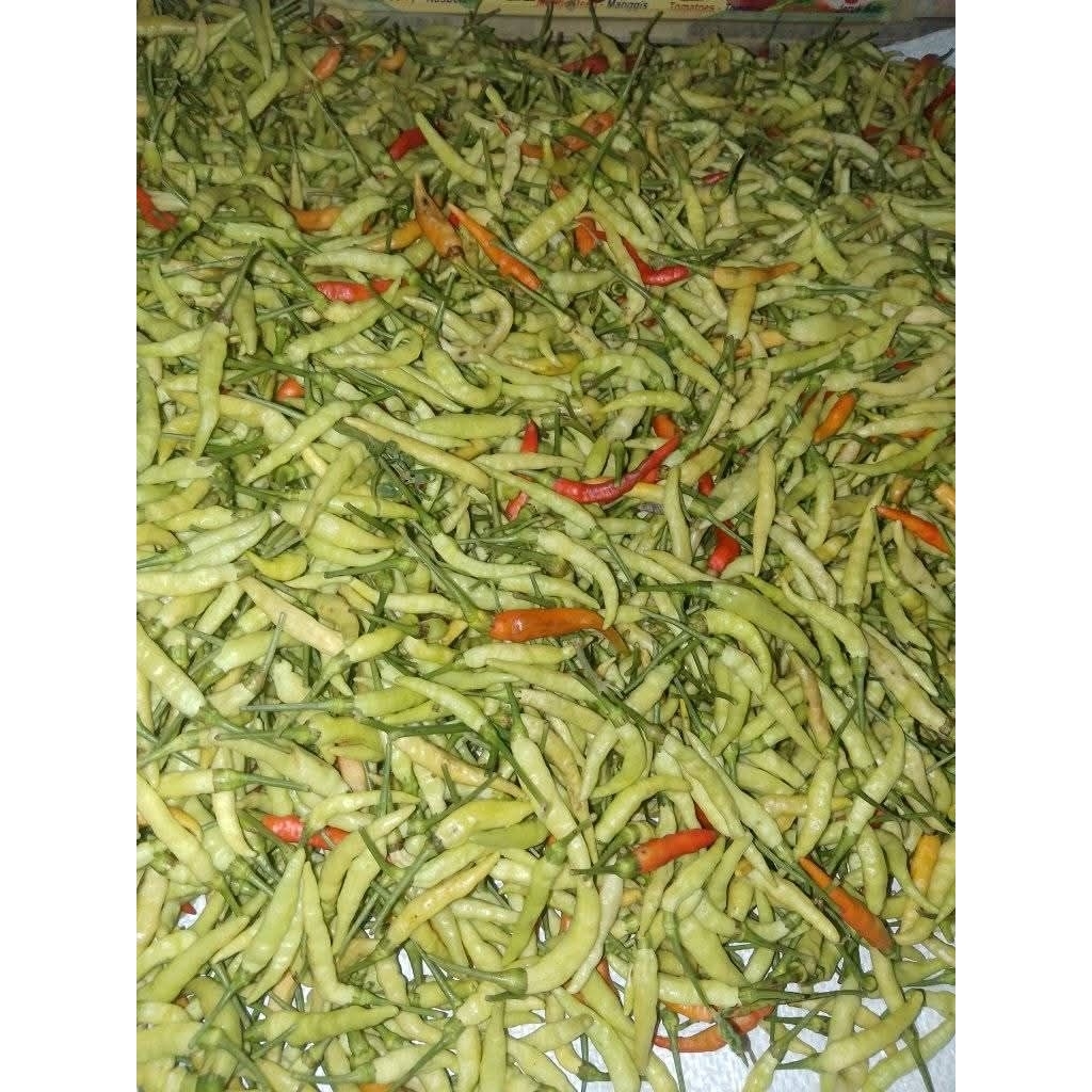 

LOMBOK CAKRA HIJAU FRESH PETANI LANGSUNG