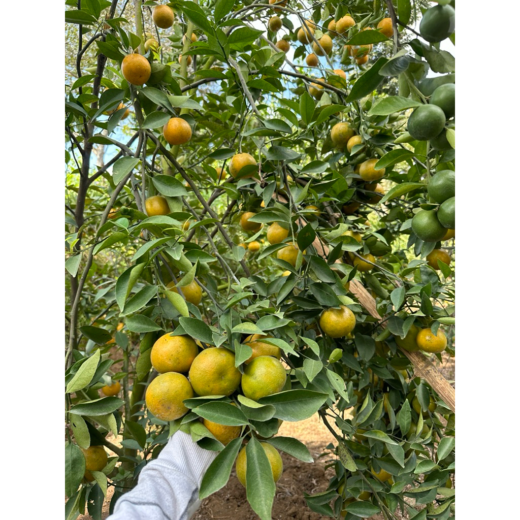 

JERUK SIAM MADU MALANG(isi 7-12)FRESH PETIK SETIAP HARI