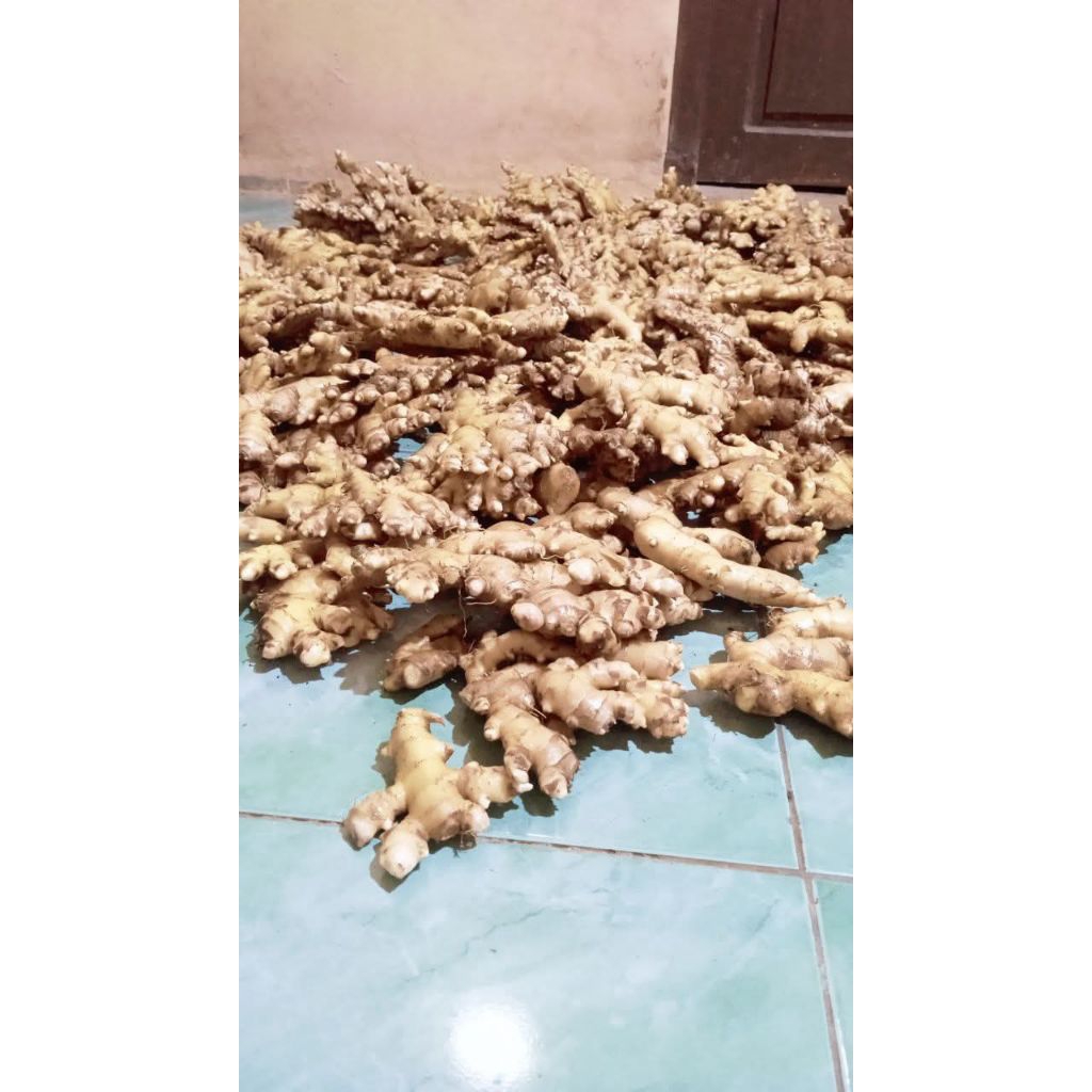 

jahe emprit full tua pedas 1 kg sudah bersih di cuci