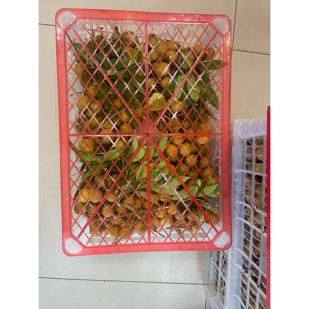 

Kelengkeng Super Fresh | Buah kelngkeng Longan Manis Seger 5kg - Keranjang
