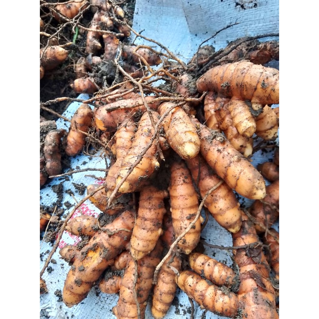 

kunyit kunir atau koneng 1kg