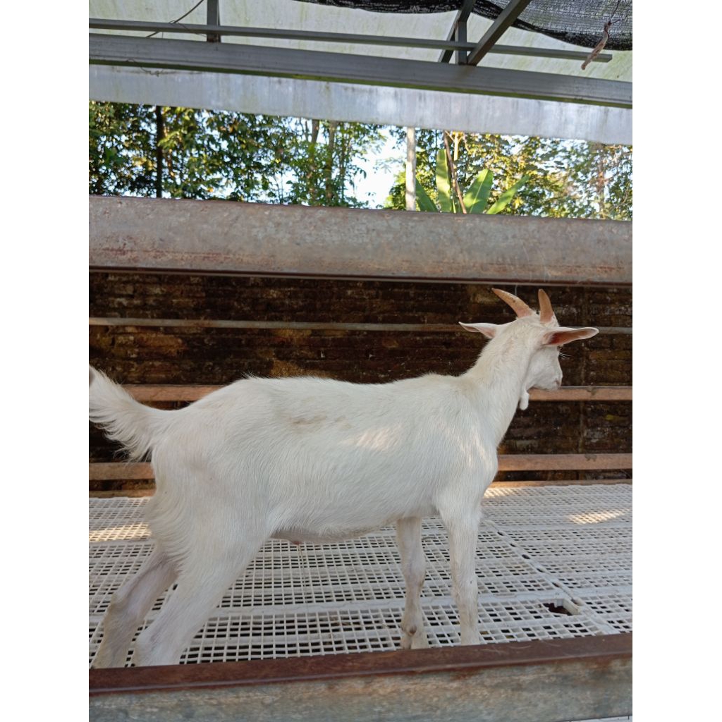 Kambing Sanen