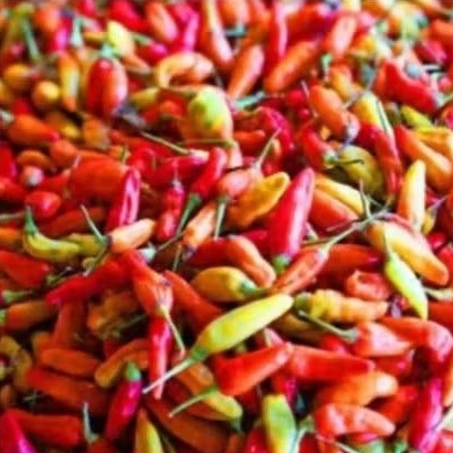 

cabe / cabai rawit merah segar 500gr
