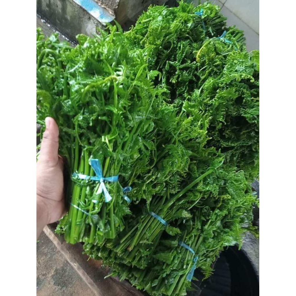 

1 ikat sayur pakis (Sayuran Segar)