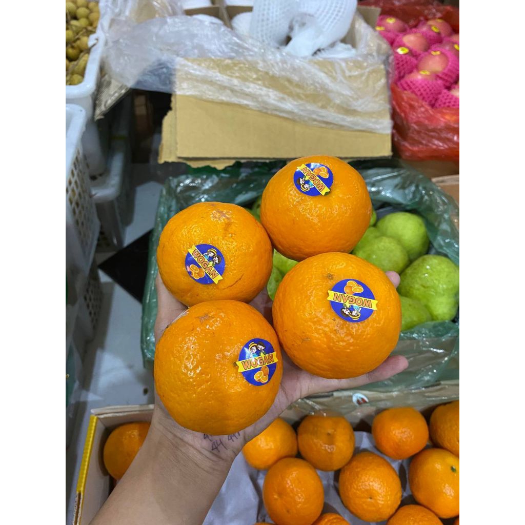 

Jeruk Wogan Kecil -+1kg