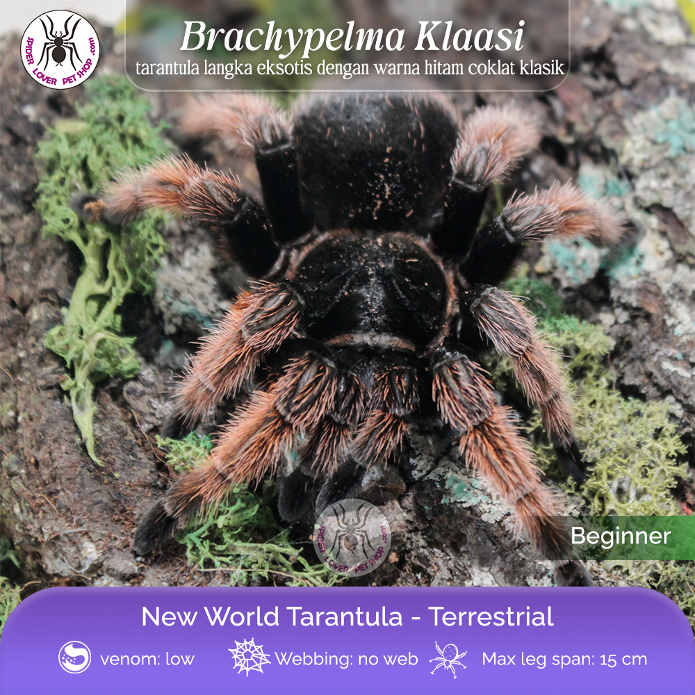 TARANTULA BRACHYPELMA KLAASI - MALE