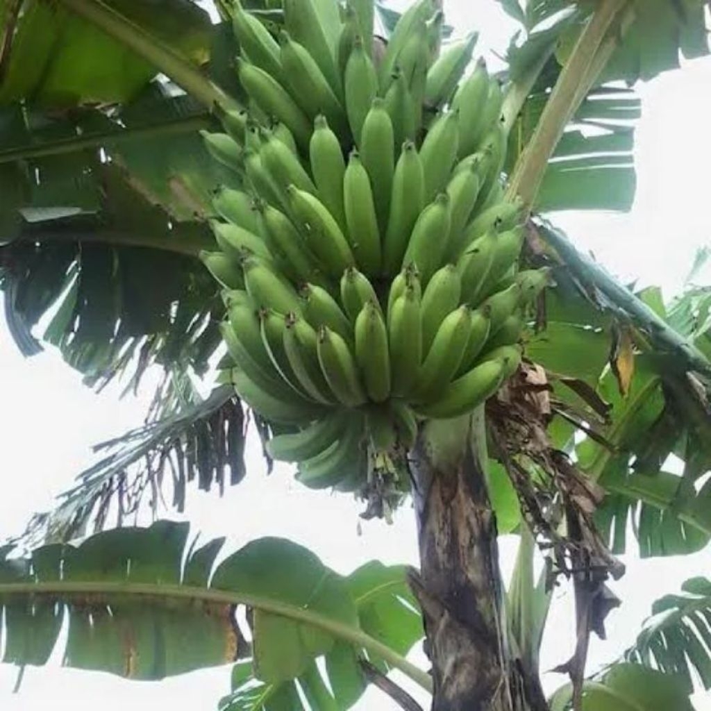

PISANG NANGKA 1 KG PEROMO MINGGU INI