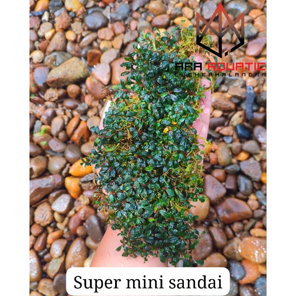 bucephalandra super mini sandai
