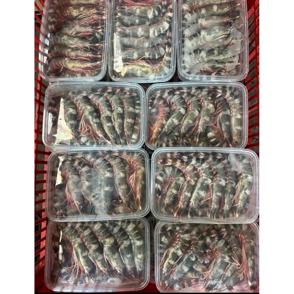 

UDANG WINDU 1KG