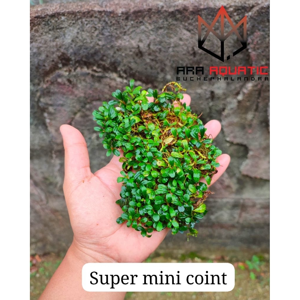 bucephalandra super mini coint