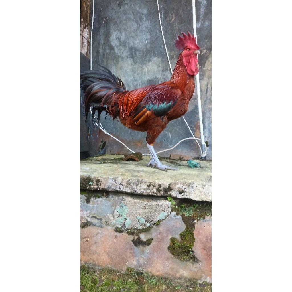 Ayam pelung dewasa/ayam jago/ayam pelung jantan
