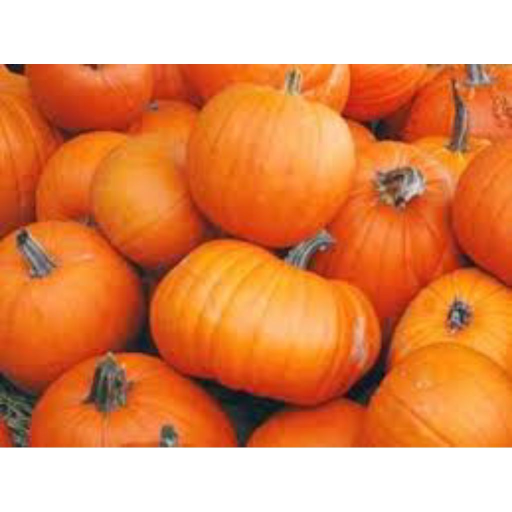 

labu kuning atau waluh kuning 1buah -+ 2kg - 3kg