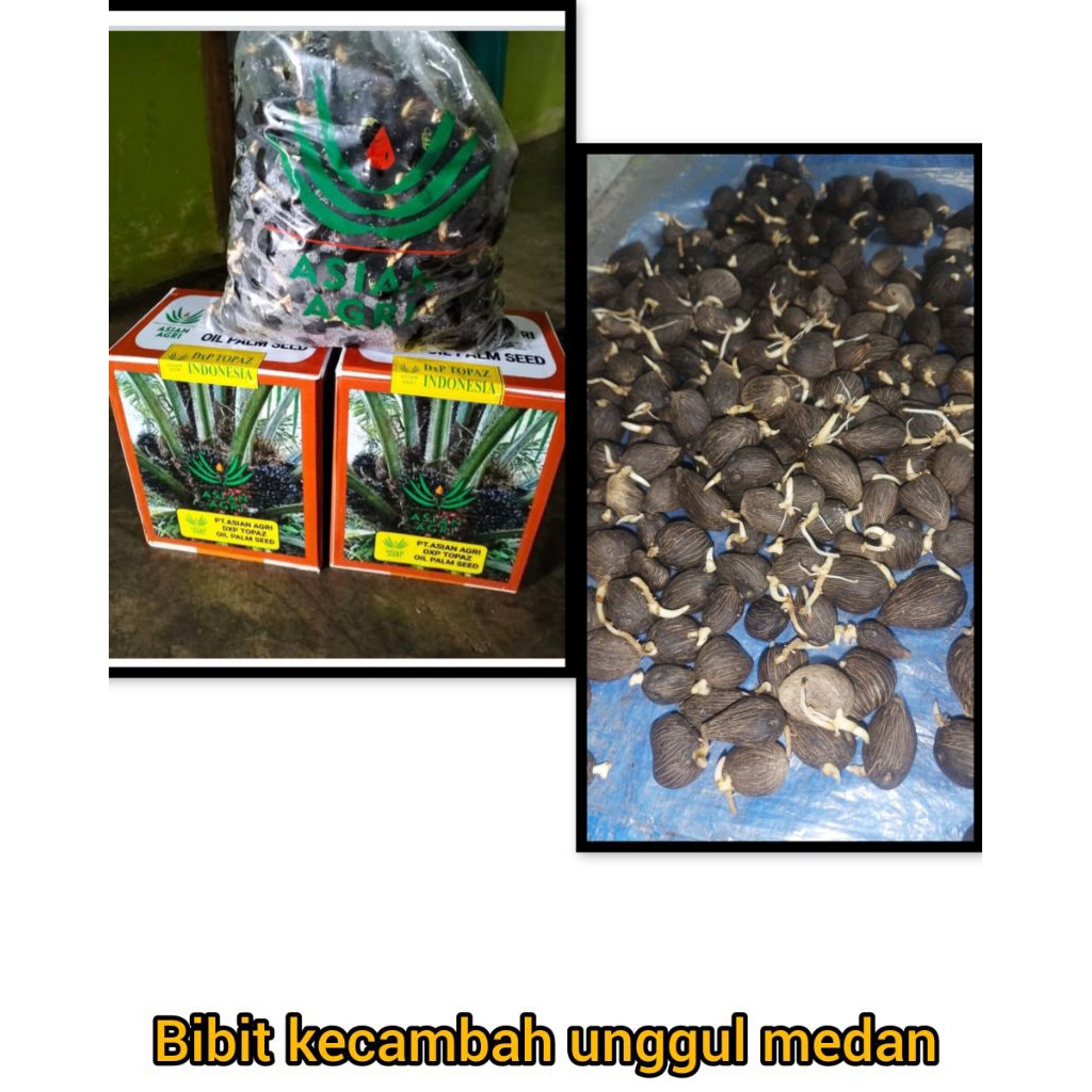 kecamba sawit jenis Topaz