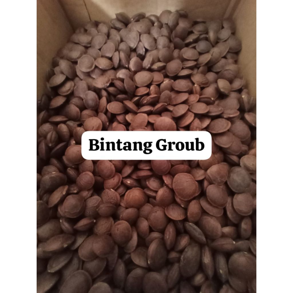 bibit kacang sacha inchi 500 gram