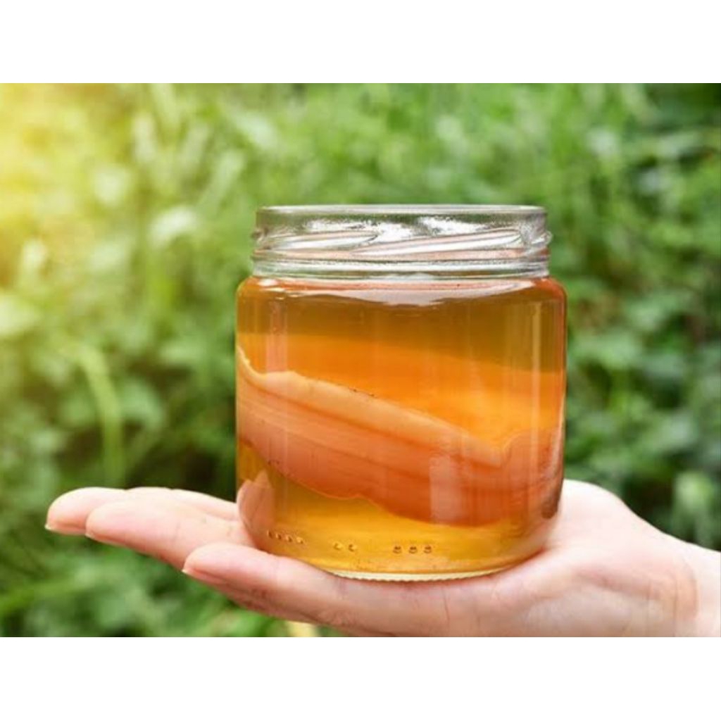 

Sale 1 Lembar Bibit Scooby Kombucha Bonus Starter