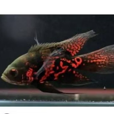 Oscar Tiger Slayer Good Marking Good Quality Longfin Hiasan Aquarium