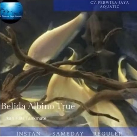 Belida Albino Tankmate Hiasan Aquarium Predator