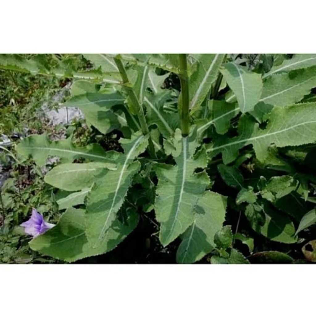 

Daun Tempuyung Segar 1kg