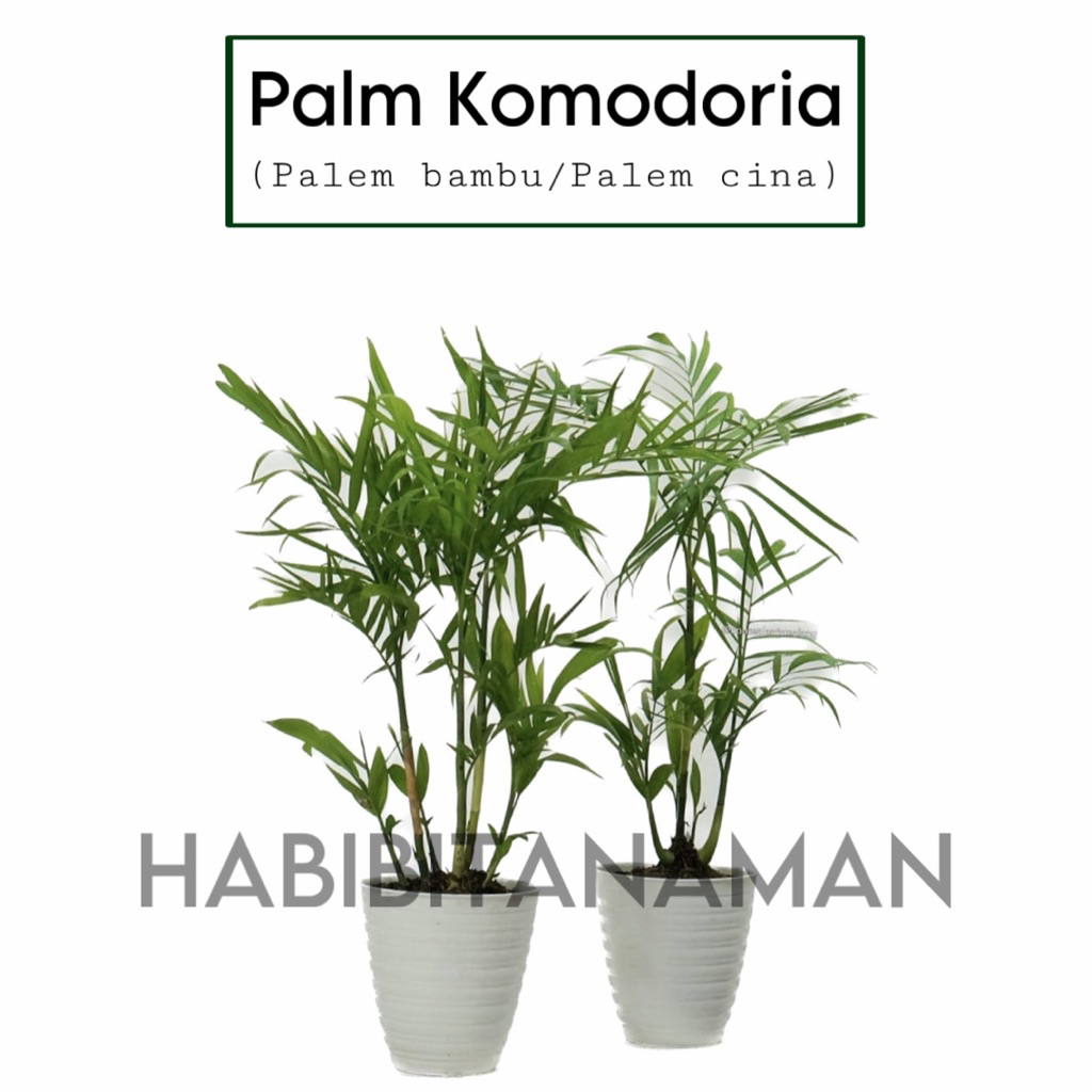 Tanaman hias palem komodoria - palem komodoria - bibit pohon palem