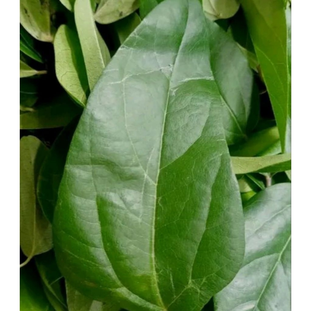 

Daun cincau hijau rambat fresh