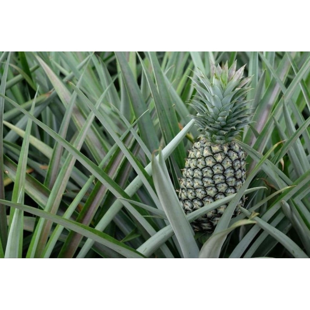 

buah nanas muda segar/buah nanas di petik langsung per 1 pcs