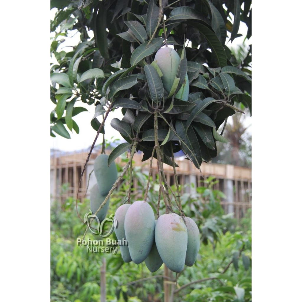 

MANGGA KIOJAY 1 kg isi 2 biji buah manis segar