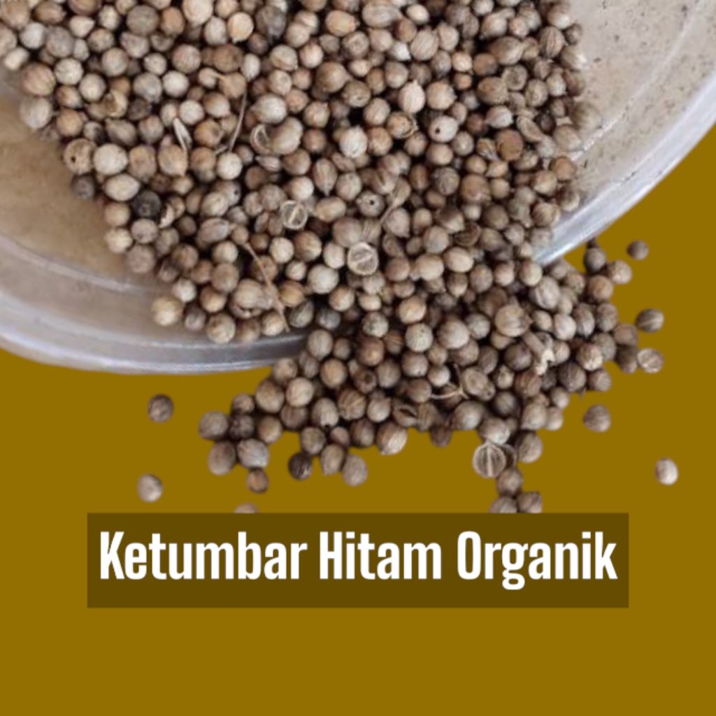 

1 KG BIJI KETUMBAR HITAM ORGANIK ORIGINAL