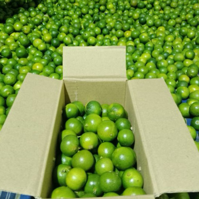 

10kg Jeruk sonkit/ Jeruk kasturi/ Jeruk kunci/ lemon cui