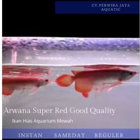 Arwana Super Red Size 25Cm Good Quality Hiasan Aquarium