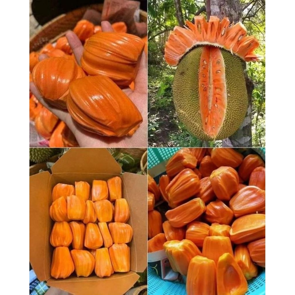 Bibit Nangka Merah Okulasi