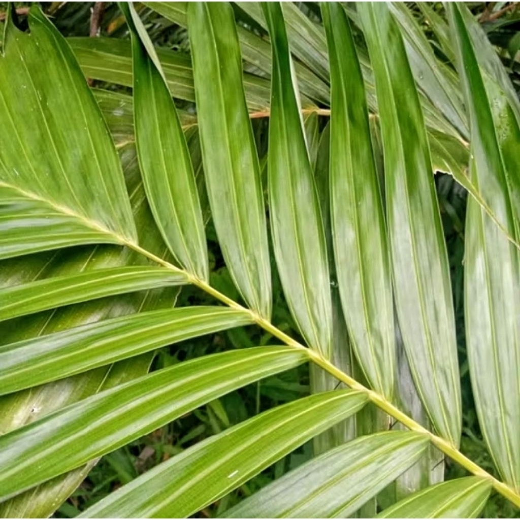 

Daun Salak Segar 500 gram