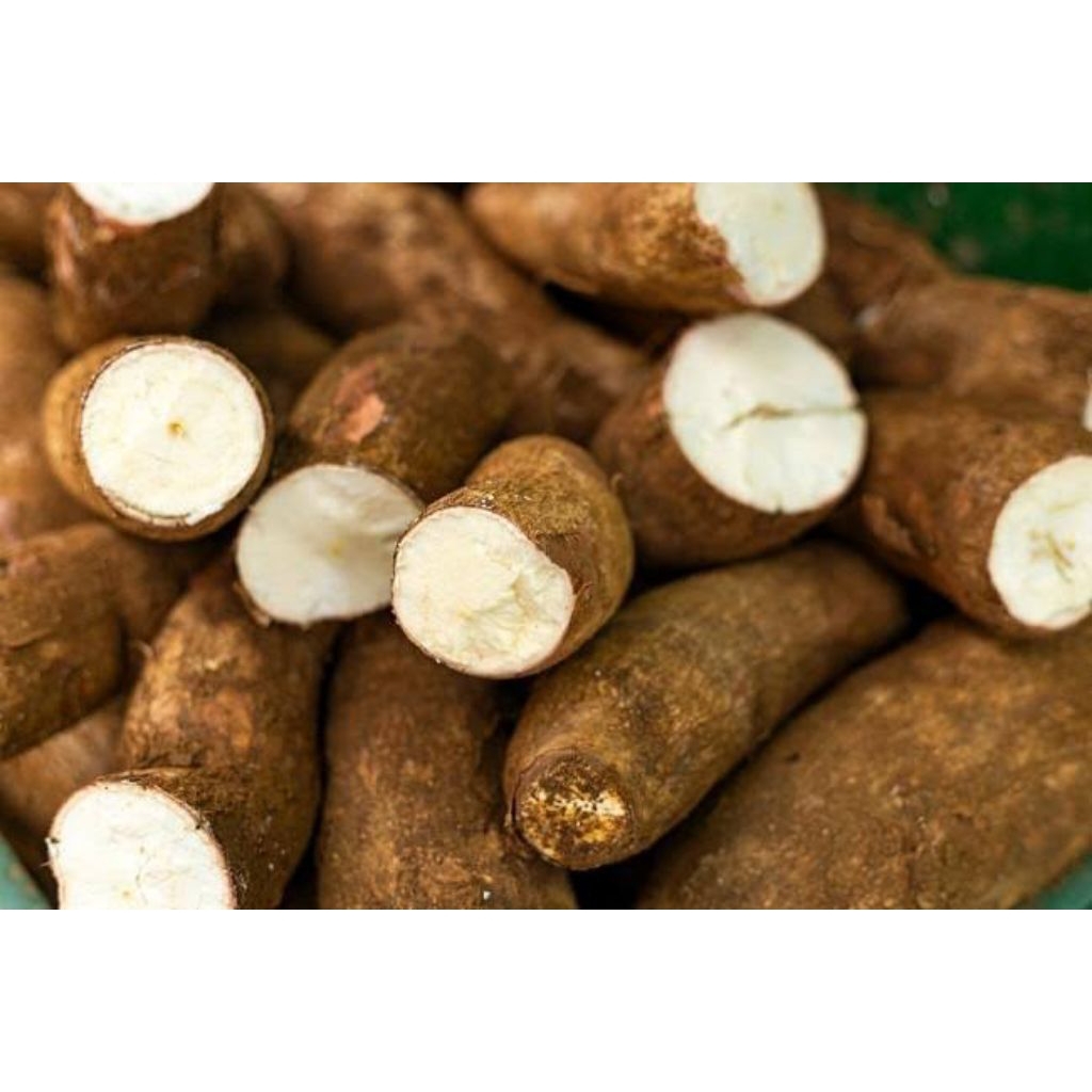 

Singkong enak1 kg singkong empuk pulen enak