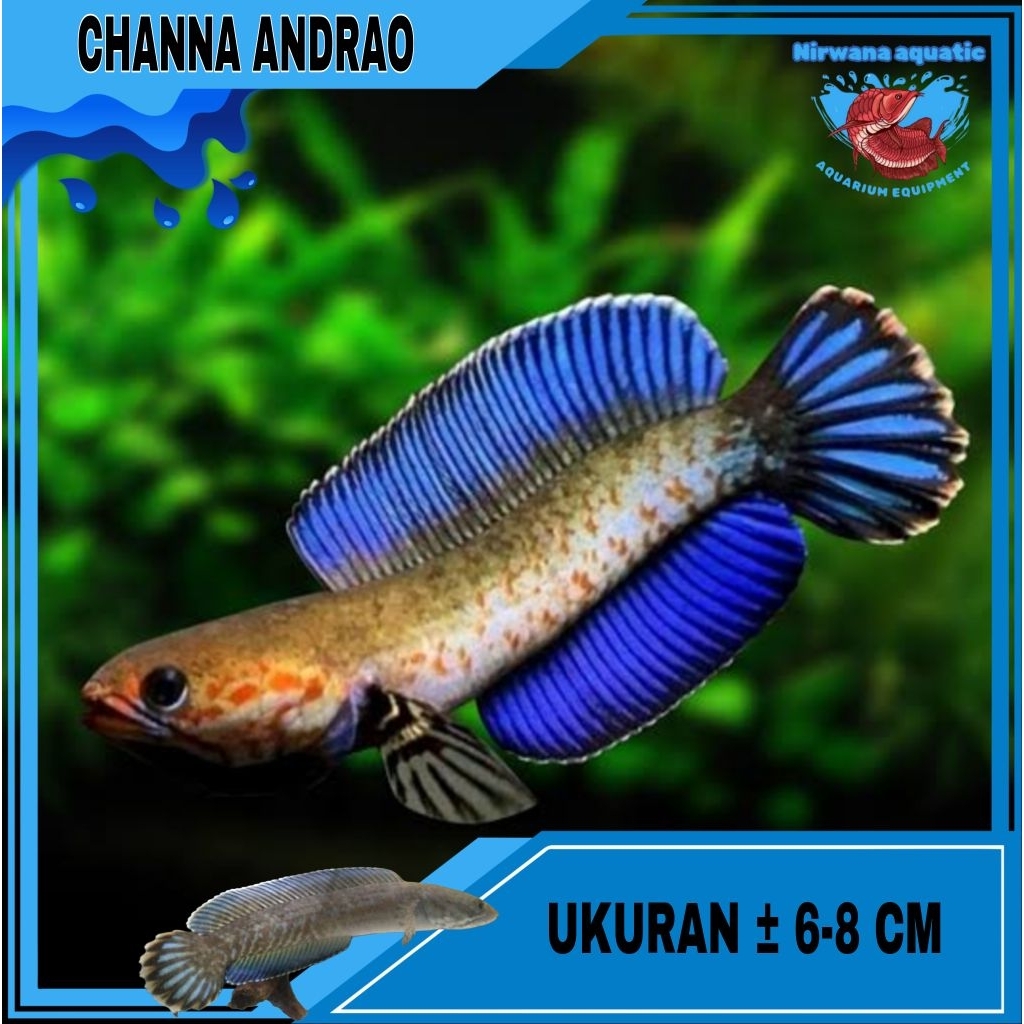 (INSTAN) MAINAN HOBI ANDRAO - UKURAN DEWASA ±12 CM