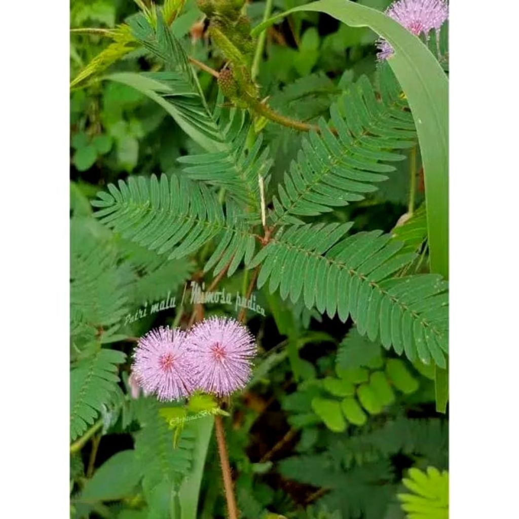 

DAUN PUNTRI MALU KERING HERBAL ALAMI 200gr